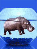 Un hipopotamo...con boca de pez!!